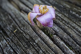 花,褪色,木材