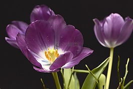 郁金香,tulpenbluete,鮮花