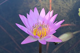 水百合,蓮花,花