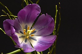 郁金香,tulpenbluete,鮮花