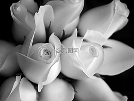 情感,玫瑰,黑白
