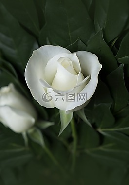 玫瑰,情感,粉红色白色