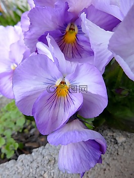 三色堇,潘茜,花卉