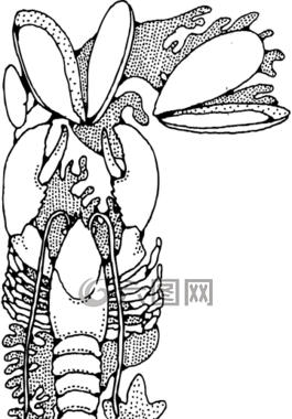 貝類,龍蝦,文蛤