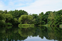 湖,森林,水