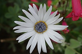 普margerite,白,开花