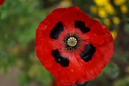 罌粟,紅色,klatschmohn