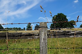 籬笆,鐵絲網(wǎng),小麥