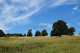 景觀,草地,樹