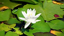 禮來公司,花,自然