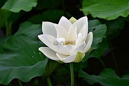 蓮花,白花,白蓮