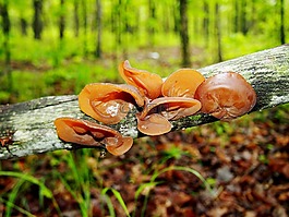 蘑菇,菌類,伍茲
