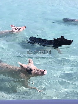 豬,加勒比海,動物