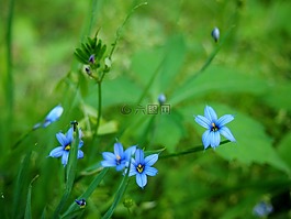紫色,鮮花,綠色