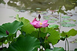 蓮花,風(fēng)箏,hongryeon