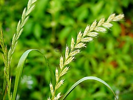 小麦,草,小草