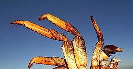 paticas,的,蟹