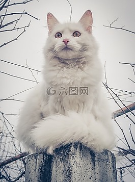 貓,白色貓咪,毛皮