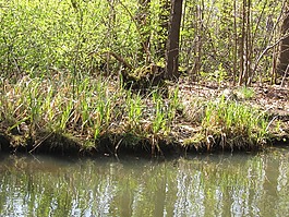 spreewald,银行,污垢