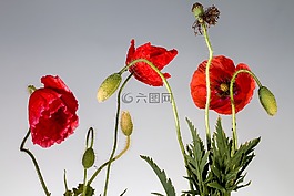 罌粟,罌粟花,klatschmohn