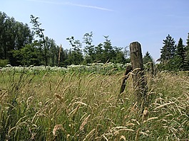 荷蘭,schinnen,hogweed