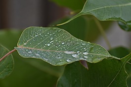 菩提樹葉,雨滴,菩提葉