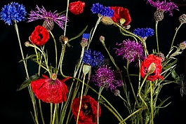 矢車菊,klatschmohn,罌粟