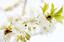 芽,廠,植物群