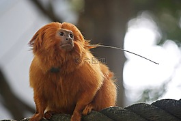猴子,狨猴,動物園
