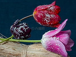 郁金香,構(gòu)成,鮮花