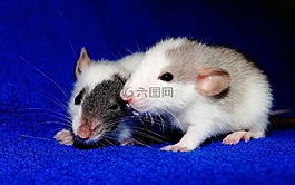 大鼠,幼畜,俏皮