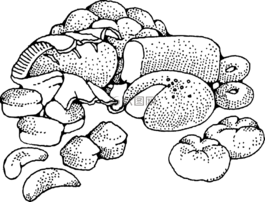 糕點(diǎn),烘烤的,項(xiàng)目