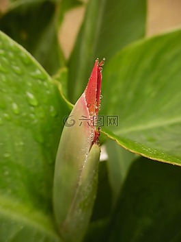 芽,開花,性質