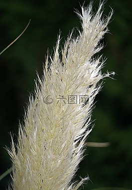 草,開花,性質(zhì)
