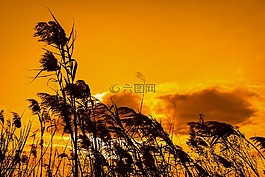蘆葦,日落,天空