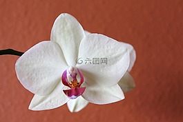 蘭花,花,白