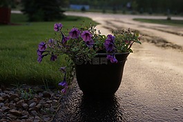 鲜花,花的,黄昏