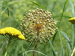 開(kāi)花,黃色,關(guān)閉