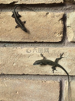 蜥蜴,磚墻,目睹