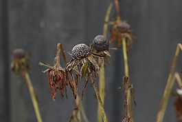 花,冬天,自然
