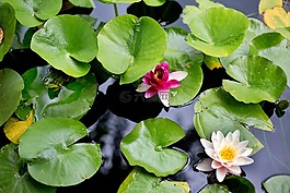 睡蓮,百合花,百合港口