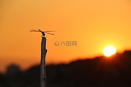蜻蜓,公园,发光