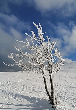 樹,冷,雪