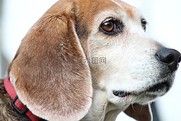 狗,小獵犬,雄偉