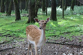 獐鹿,休耕鹿,野生