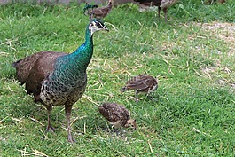 孔雀,年輕的動物,鳥