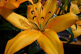 莉莉,橙色,橙花