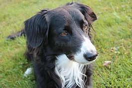 边境牧羊犬,狗,英国牧羊犬