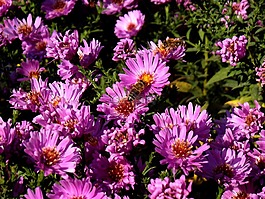 秋,花,性質