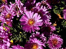 秋,花,性質
